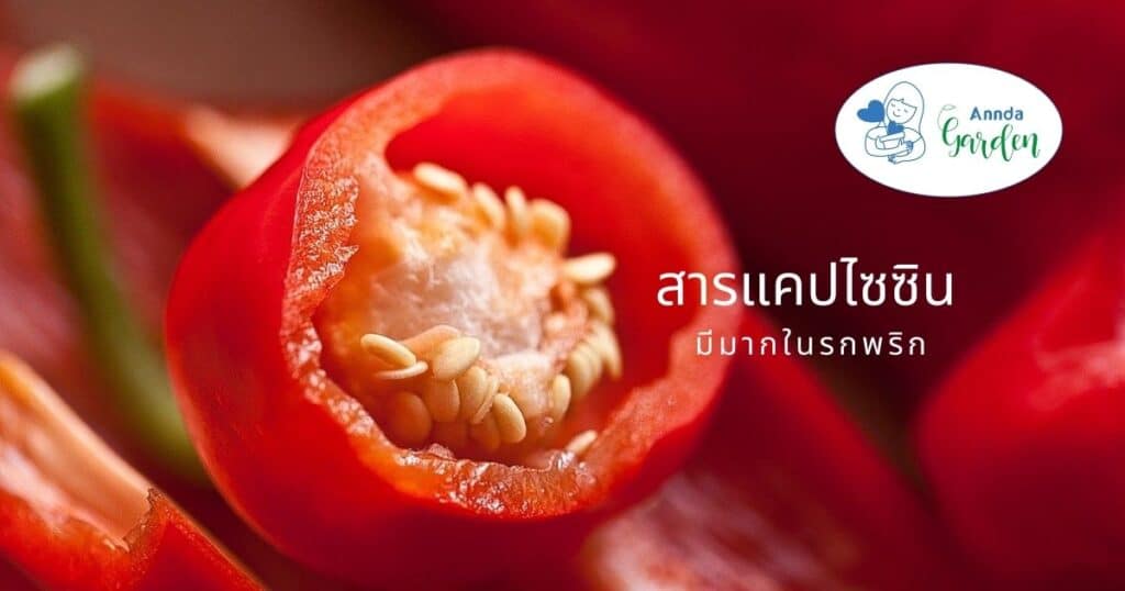 สารแคปไซซิน
