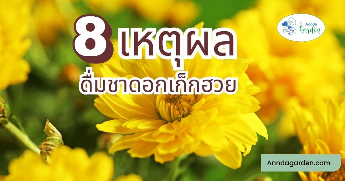 8 เหตุผลของชาดอกเก๊กฮวย3