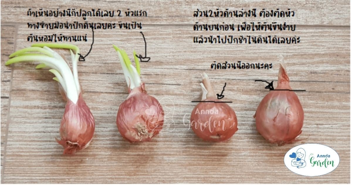 หัวหอม