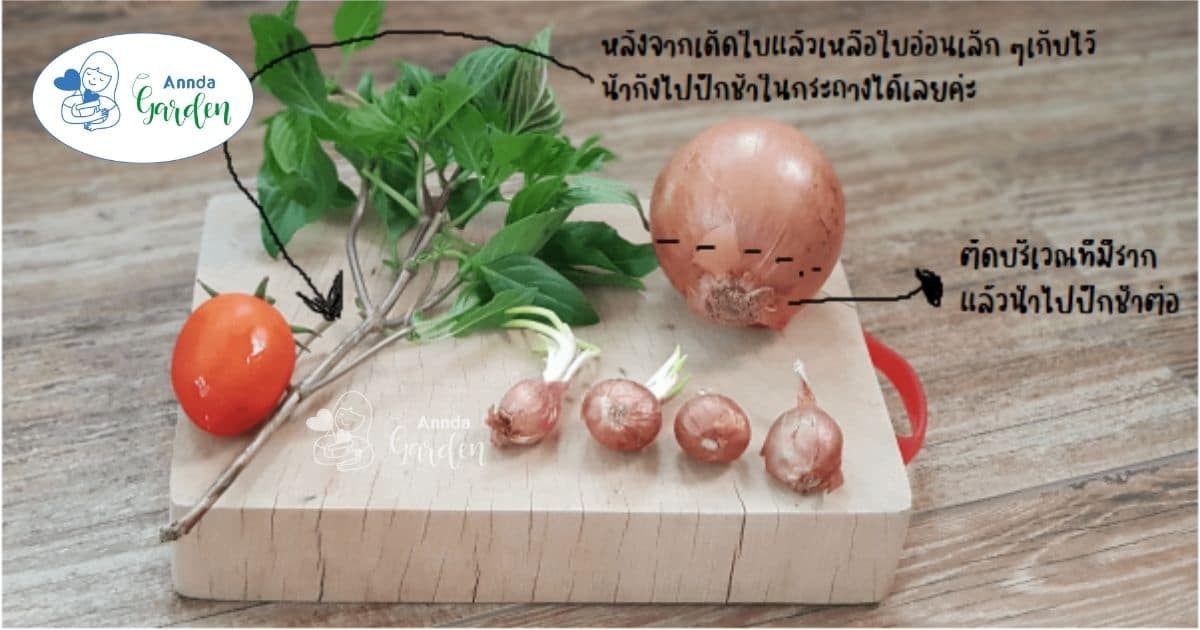 โหระพาและหอมหัวใหญ่