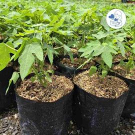 ต้นมะละกอฮอลแลนต์_1