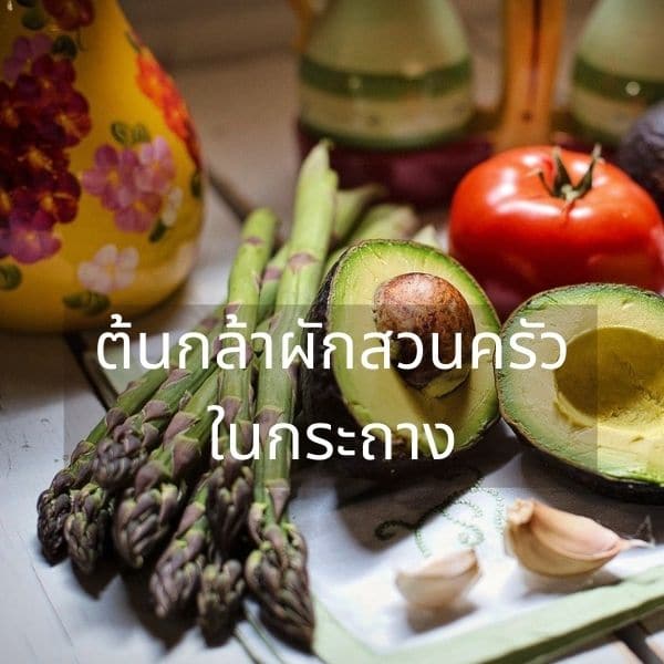 ต้นกล้าผักสวนครัวร้านแอนดาการ์เด้น