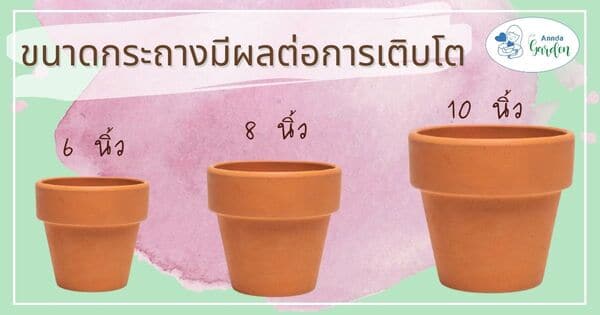 ขนาดของกระถางปลูกต้นโรสแมรี่2