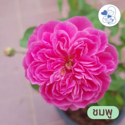 ดอกกุหลาบมอญสุโขทัยสีชมพู
