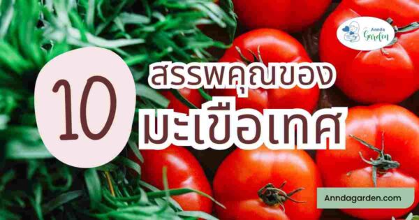 10 สรรพคุณของมะเขือเทศ4_revised