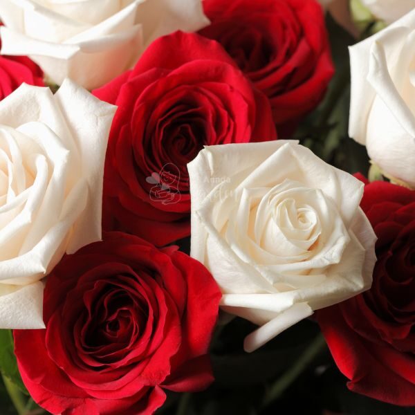 ดอกกุหลาบสีแดงและสีขาวในช่อเดียว