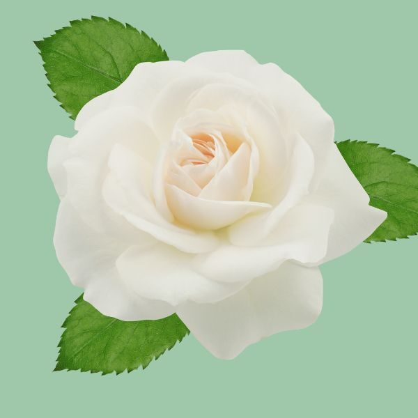 ดอกกุหลาบสีขาว