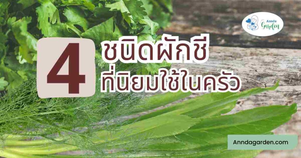4 ชนิดผักชีที่นิยมใช้ในครัวไทย