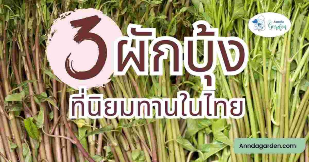 3 ชนิดผักบุ้งที่นิยมทานในไทย