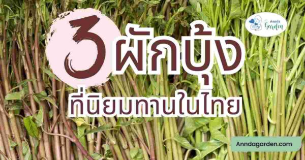 3 ชนิดผักบุ้งที่นิยมทานในไทย