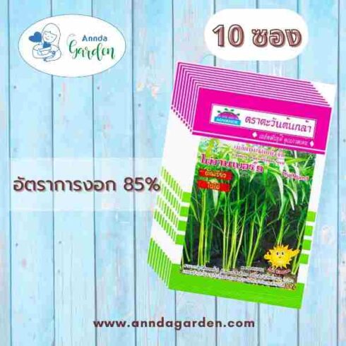 เมล็ดพันธุ์ผักบุ้งจีน ไผ่งามเบอร์ 9 ตราตะวันต้นกล้า 10 ซอง