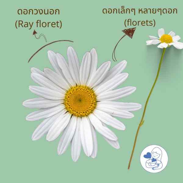 โครงสร้างดอกในวงศ์ Asteraceae