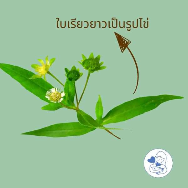 โครงสร้างใบในวงศ์ Asteraceae