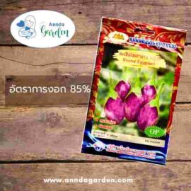 เมล็ดมะเขือไข่เต่าม่วง หญิงลี ตราภูเขาทอง 1 ซอง