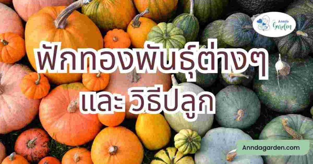 ฟักทองพันธุ์ต่างๆ และวิธีปลูก