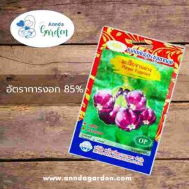 เมล็ดมะเขือจานม่วง ภูเขาทอง_1