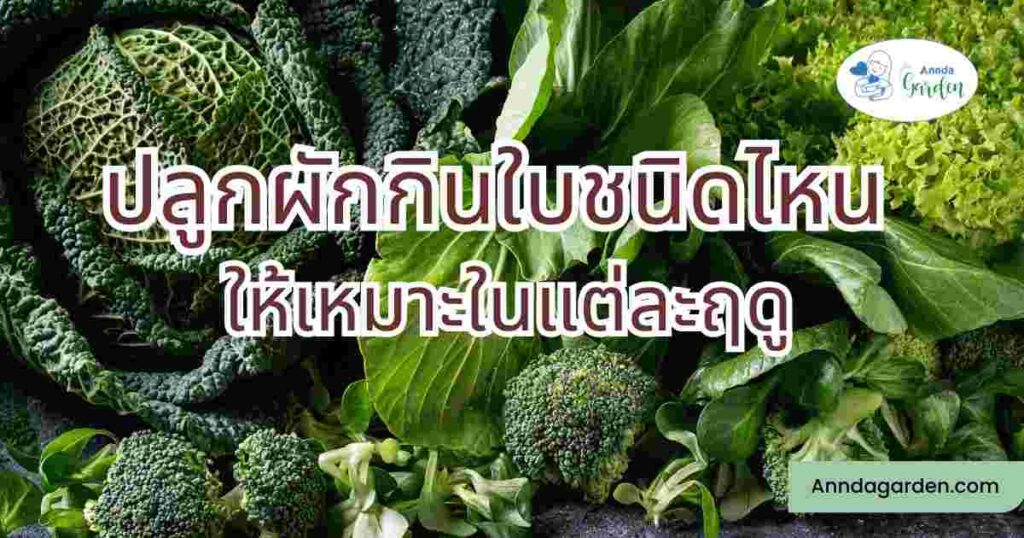 ปลูกผักกินใบในแต่ละฤดู2