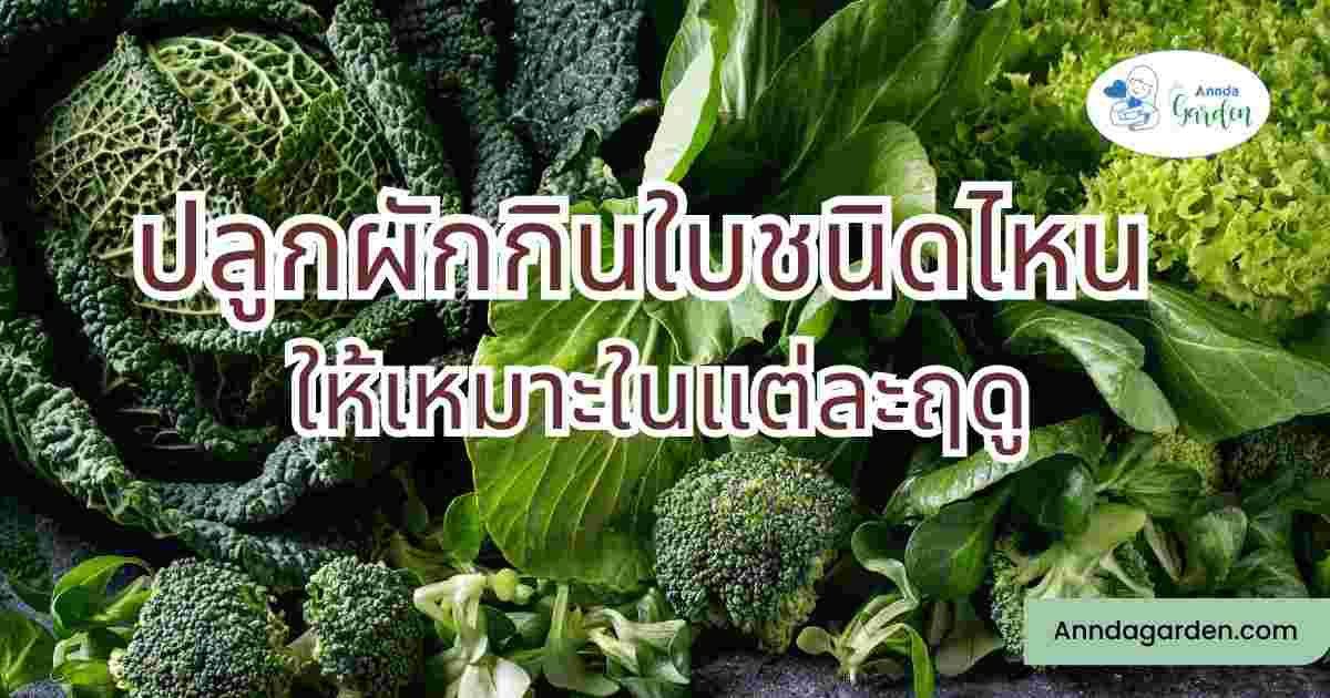 ปลูกผักกินใบในแต่ละฤดู2