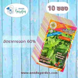 เมล็ดโหระพาใบใหญ่ สี่ทิศ 10 ซอง