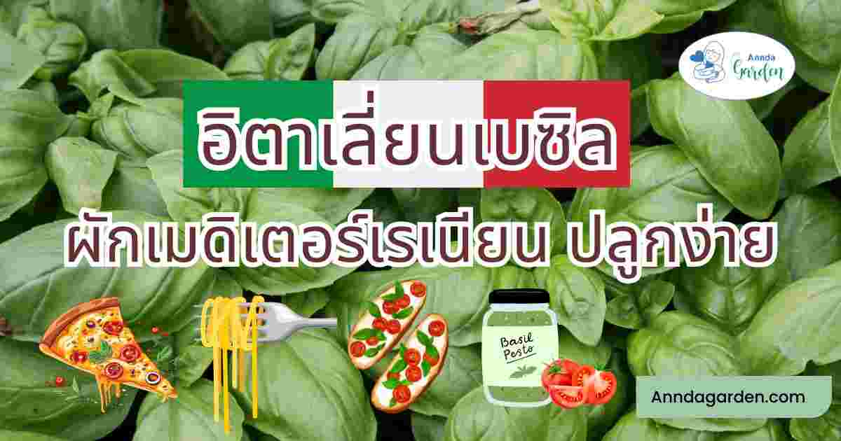 อิตาเลี่ยนเบซิล ผักเมดิเตอร์เรเนียน 1