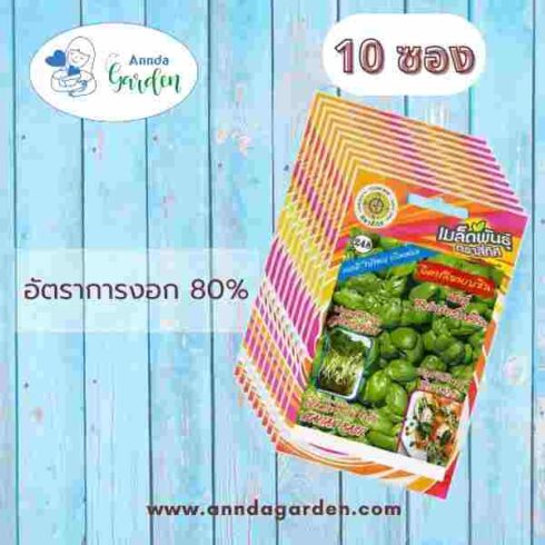 เมล็ดอิตาเลี่ยนเบซิล พันธุ์ซุปเปอร์เบซิล_10 ซอง