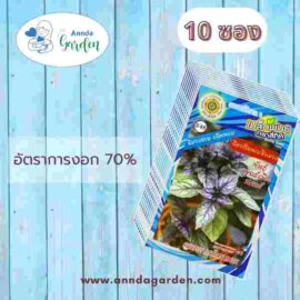 เมล็ดอิตาเลี่ยนเบซิลม่วง พันธุ์เพอร์เพิลสตาร์_10 ซอง
