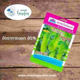เมล็ดแตงกวาลูกผสมชนะชัย 411 ตะวันต้นกล้า