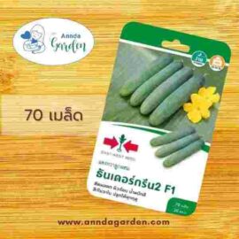 เมล็ดแตงกวาF1ธันเดอร์กรีน2 ศรแดง