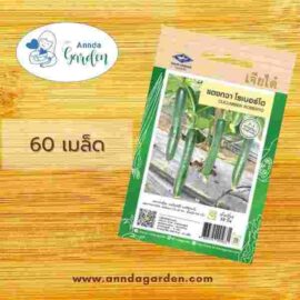 เมล็ดแตงกวาญี่ปุ่นโรเบอร์โต้ เจียไต๋