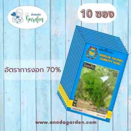 เมล็ดพันธุ์ร็อคเก็ต กำไลทอง_10 ซอง