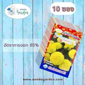 เมล็ดดาวเรืองลูกผสม YELLOW SHINE 10 ภูเขาทอง_10 ซอง