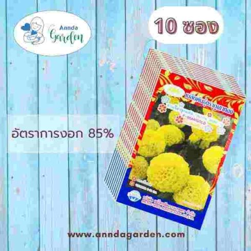 เมล็ดดาวเรืองลูกผสม YELLOW SHINE 10 ภูเขาทอง_10 ซอง