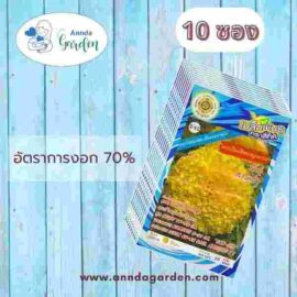 เมล็ดดาวเรืองสีทอง สามช่า สี่ทิศ_10 ซอง