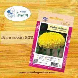 เมล็ดดาวเรือง ฮันนี่โกลด์ เจียไต๋_1 ซอง_1