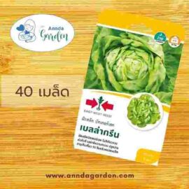 เมล็ดผักสลัดบัตเตอร์เฮด เบลล่ากรีน ศรแดง