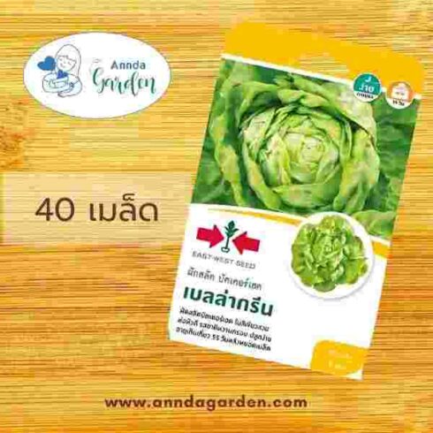 เมล็ดผักสลัดบัตเตอร์เฮด เบลล่ากรีน ศรแดง