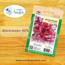 เมล็ดผักสลัดเรดคอส ซัมเมอร์ เจียไต๋ 1 ซอง