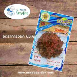 เมล็ดพันธุ์สลัดเรดโอ๊ค สี่ทิศ 1 ซอง