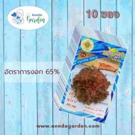 เมล็ดพันธุ์สลัดเรดโอ๊ค สี่ทิศ 10 ซอง