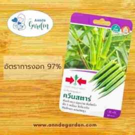 เมล็ดกระเจี๊ยบเขียว ควีนสตาร์ ศรแดง_1 ซอง