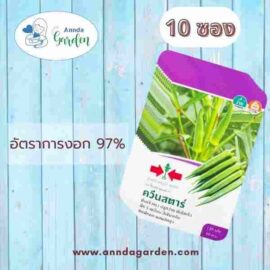 เมล็ดกระเจี๊ยบเขียว ควีนสตาร์ ศรแดง_10 ซอง