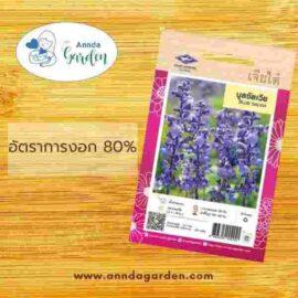 เมล็ดบลูซัลเวีย เจียไต๋ 1 ซอง