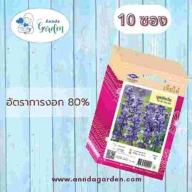 เมล็ดบลูซัลเวีย เจียไต๋ 10 ซอง