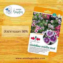 เมล็ดผีเสื้อ เปอร์เซี่ยน คาร์เป็ท มิกซ์ ศรแดง