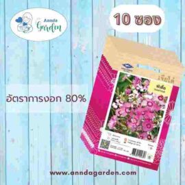 เมล็ดผีเสื้อ เจียไต๋ 10 ซอง