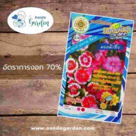 เมล็ดดอกผีเสื้อ สี่ทิศ