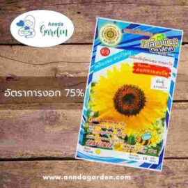 เมล็ดดอกทานตะวัน พันธุ์ธารเหลือง สี่ทิศ 1 ซอง