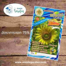 เมล็ดทานตะวัน บิ๊กทองสว่าง