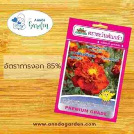 เมล็ดดาวเรืองฝรั่งเศส MAR-501 ตะวันต้นกล้า