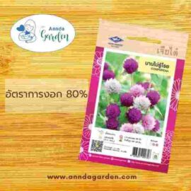 เมล็ดบานไม่รู้โรย เจียไต๋ 1 ซอง